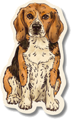 Hand-drawn beagle illustration
