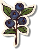 Hand-drawn blueberry sprig illustration