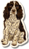 Hand-drawn spaniel illustration